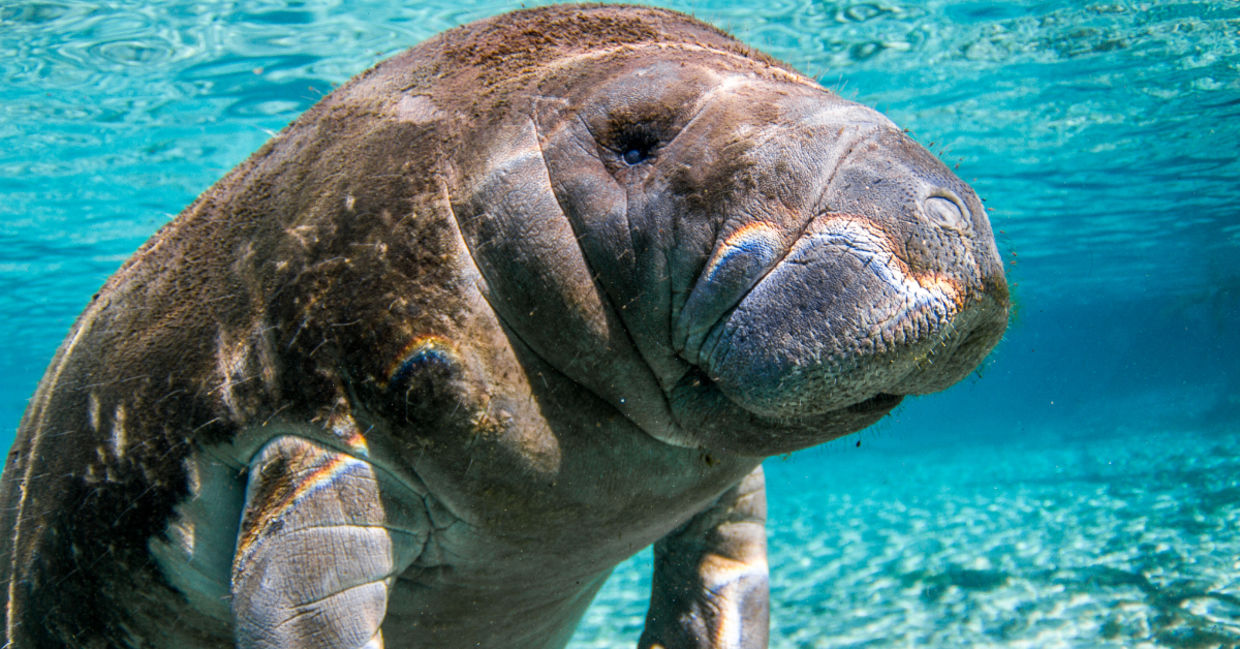 Manatee. Manatee.