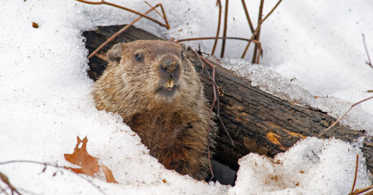 Groundhog leaving its burrow. Groundhog leaving its burrow.