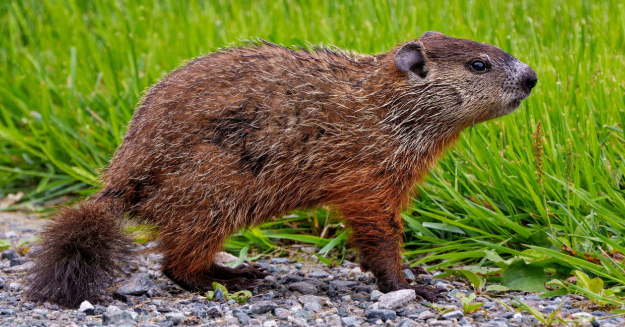 Groundhogs have bushy tails like other squirrels. Groundhogs have bushy tails like other squirrels.