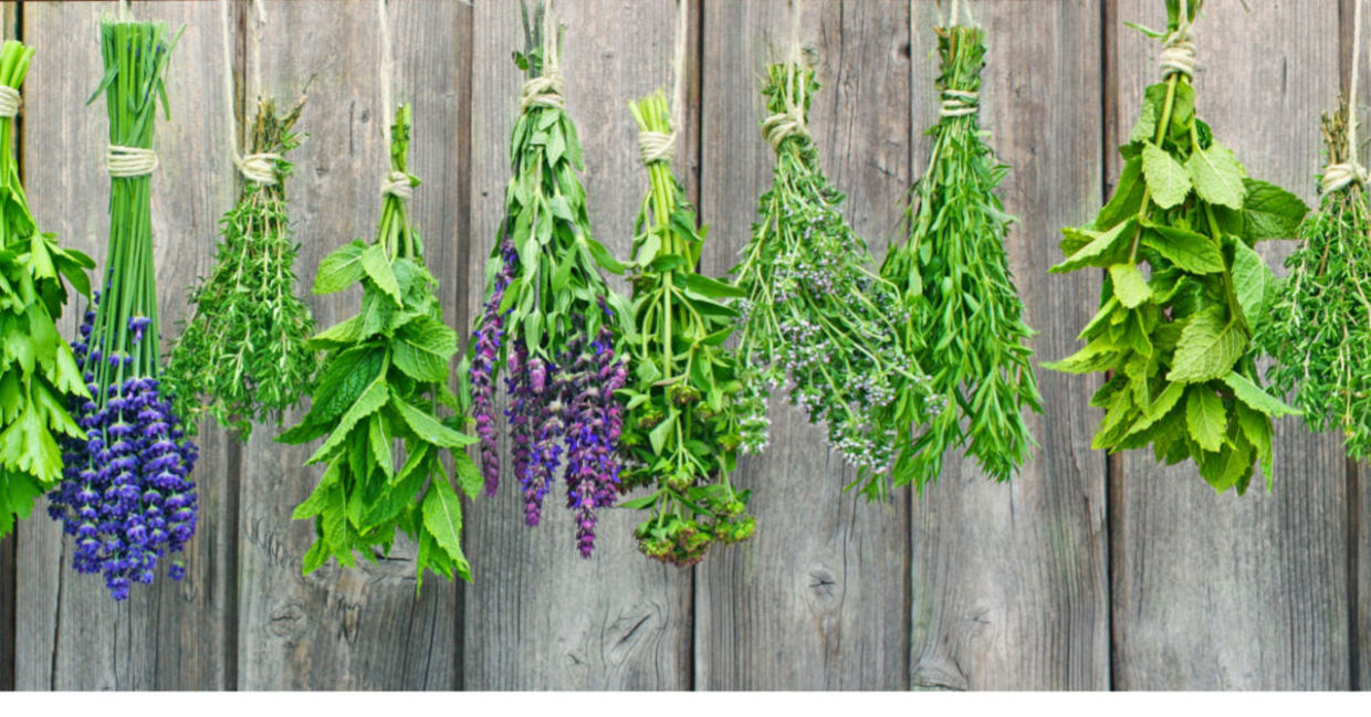 Fresh herbs hanging out to dry. Fresh herbs hanging out to dry.