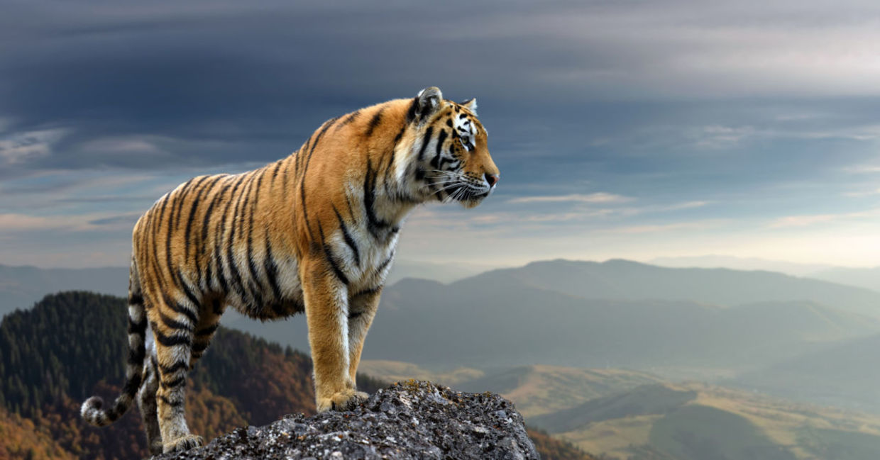 The tiger symbolizes power and protection.