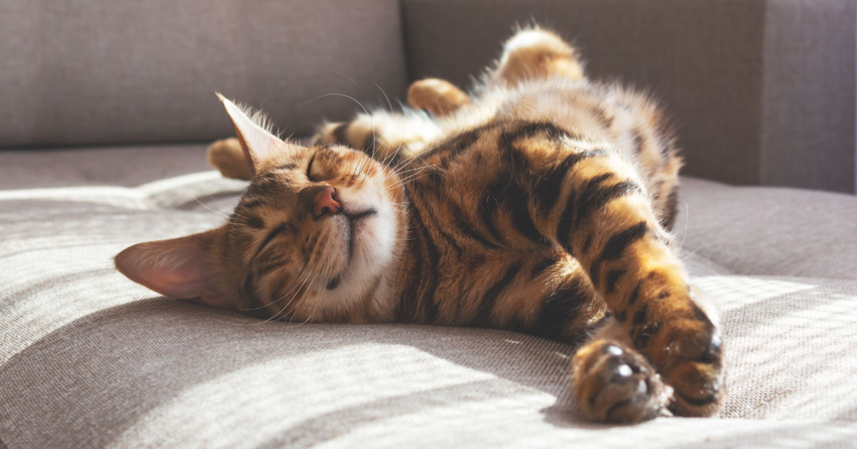Cats sleep most of the day. Cats sleep most of the day.