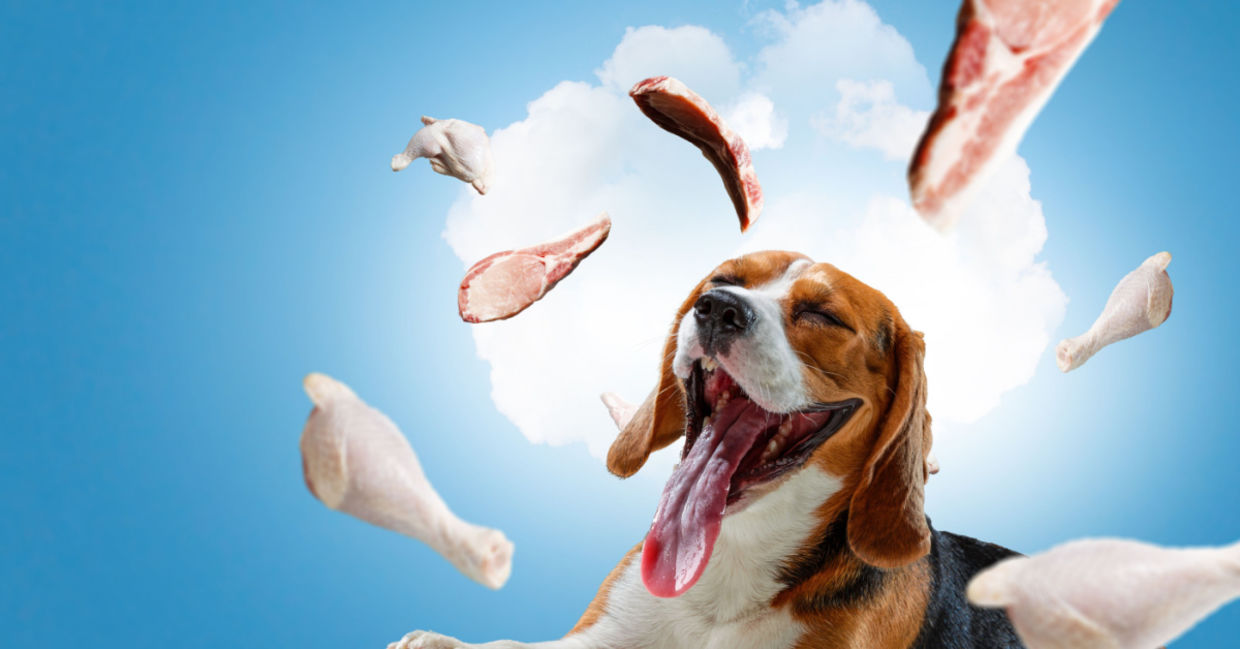 A dog dreaming about food. A dog dreaming about food.