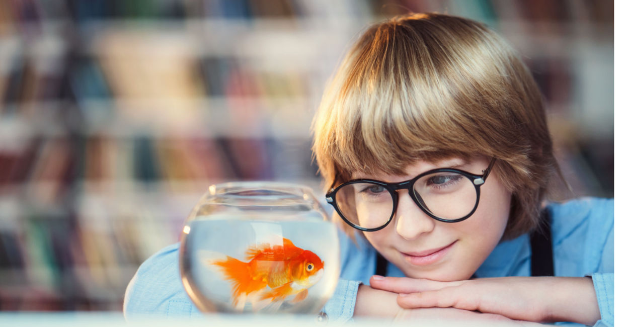 Boy enjoying his goldfish. Boy enjoying his goldfish.