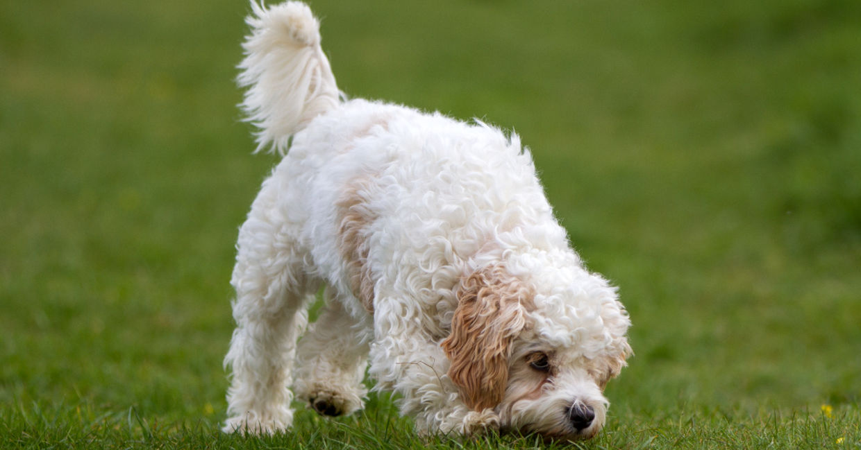 Dogs have a very strong sense of smell. Dogs have a very strong sense of smell.