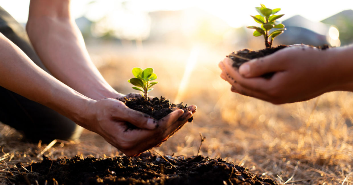 Planting trees to cool the city down. Planting trees to cool the city down.