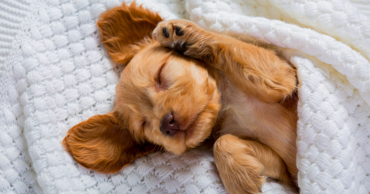 a dog dreaming.