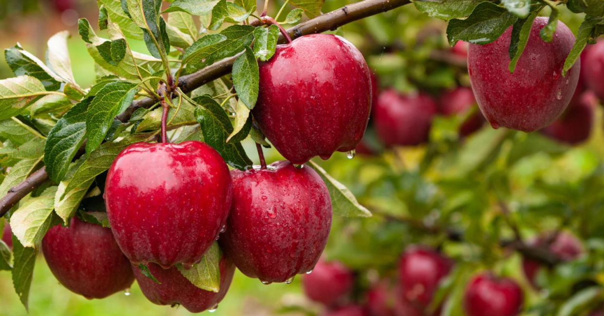 Apples that are ready to be picked. Apples that are ready to be picked.