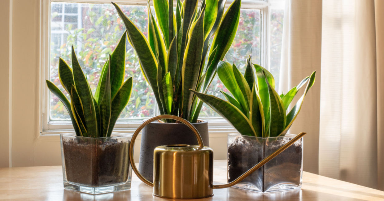 Snake plants survive on minimal care. Snake plants survive on minimal care.