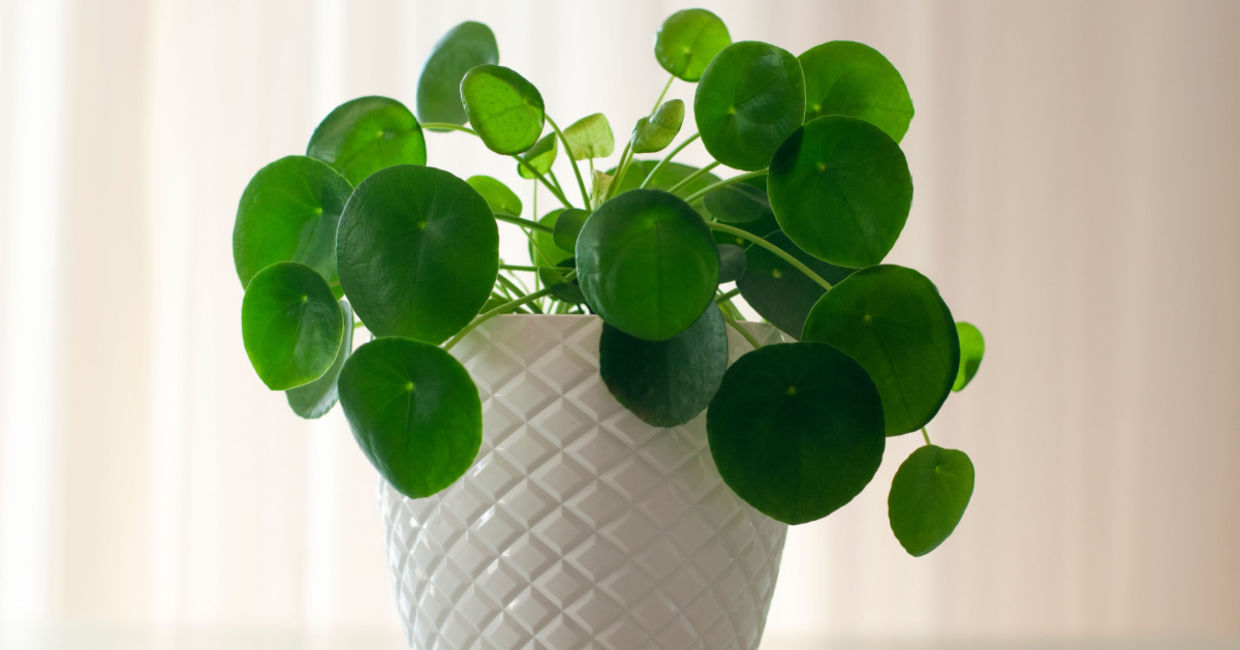 Chinese money plants are easy to care for. Chinese money plants are easy to care for.