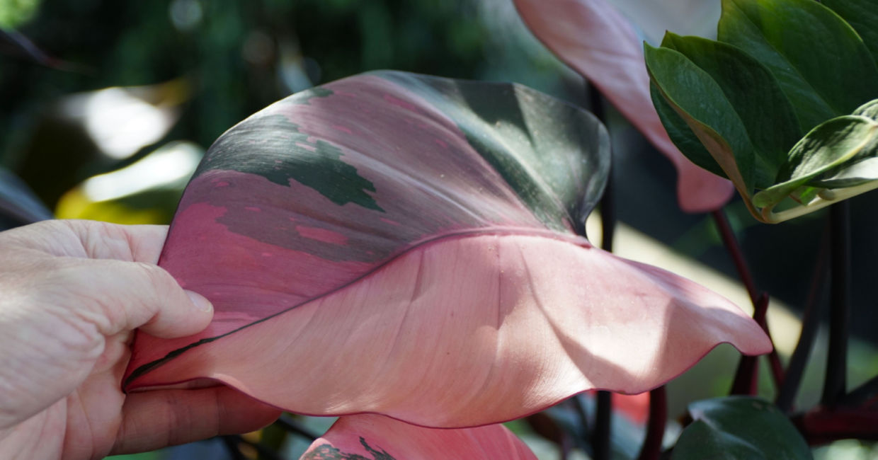 Philodendron houseplants can have pink leaves. Philodendron houseplants can have pink leaves.