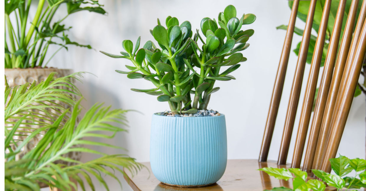 Jade plants need infrequent care. Jade plants need infrequent care.
