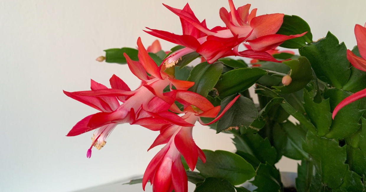 This blooming cactus is easy to care for. This blooming cactus is easy to care for.