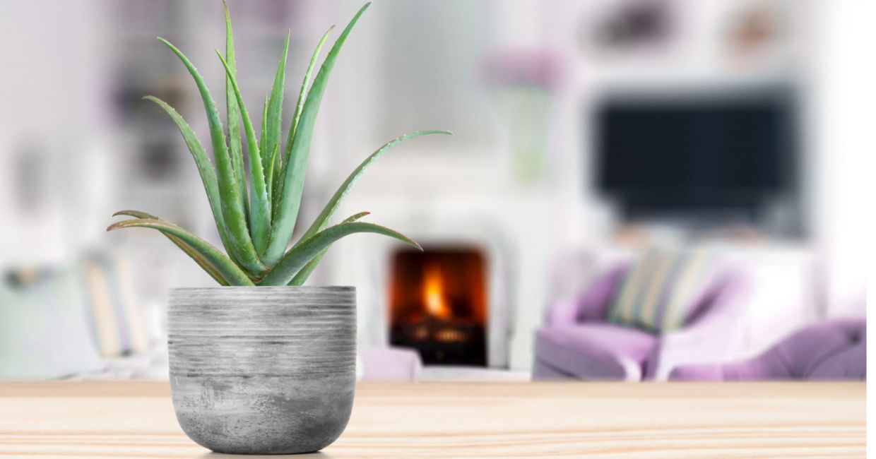 Aloe vera is a houseplant you have in your home. Aloe vera is a houseplant you have in your home.