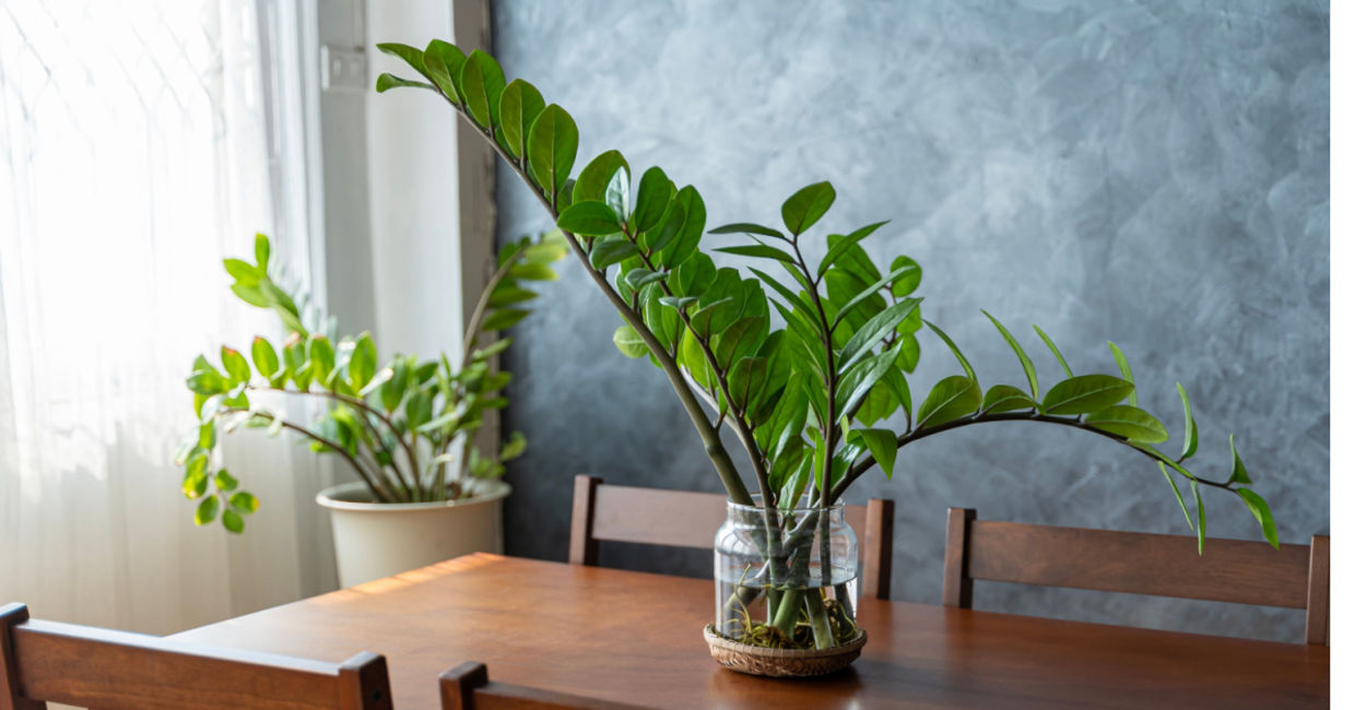 The ZZ houseplant is great for busy people. The ZZ houseplant is great for busy people.