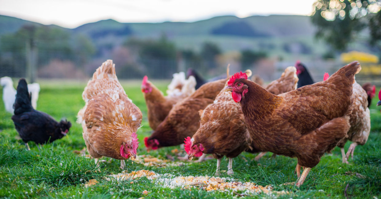 Chicken feathers have a new green use.