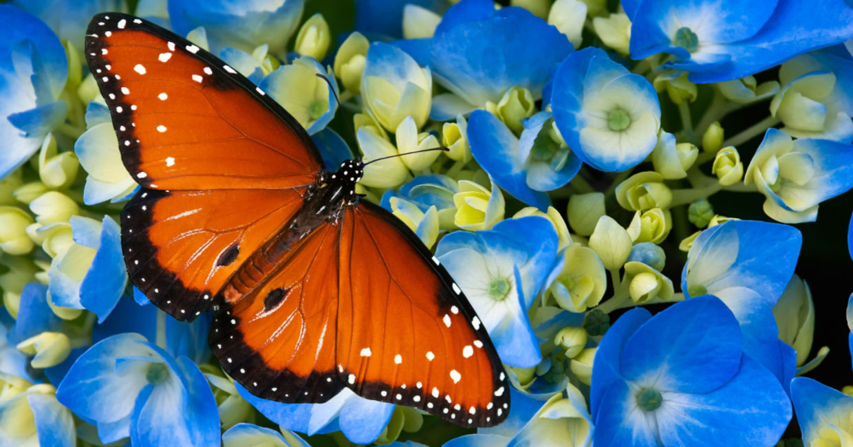 A spotted butterfly on blue flowers. A spotted butterfly on blue flowers.