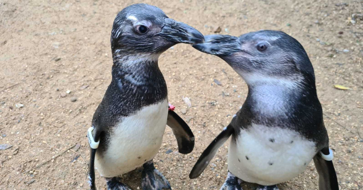 Penguin and Squid at Birdsworld. Penguin and Squid at Birdsworld.