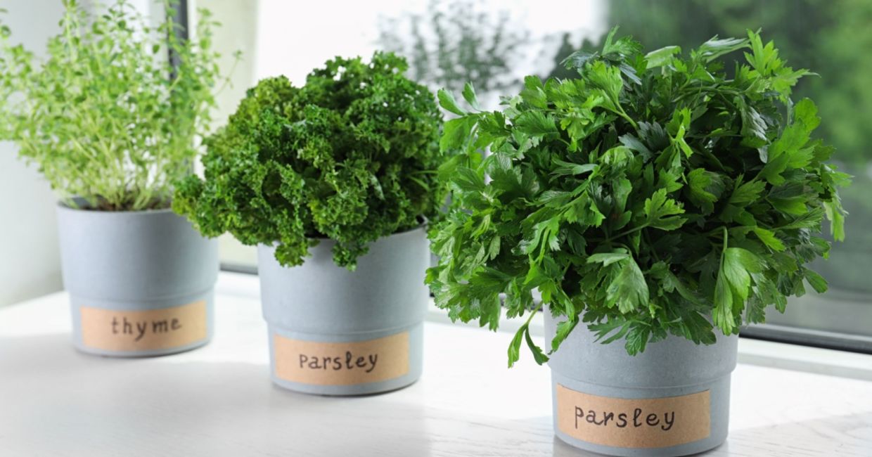 Indoor herb garden.