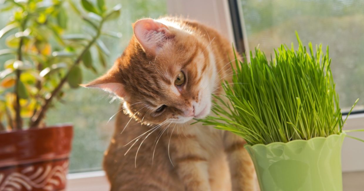 Cat munching on fresh catnip.