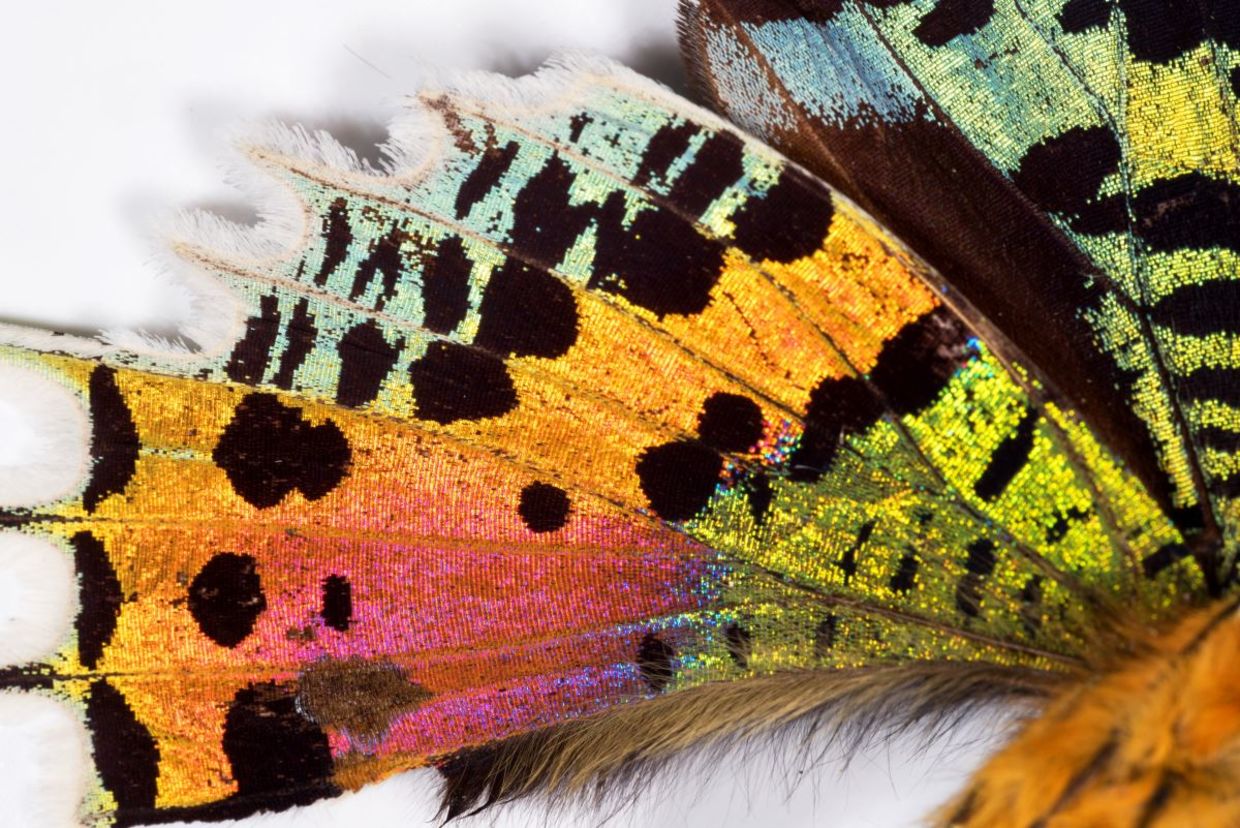 Details of a butterfly wing. Details of a butterfly wing.