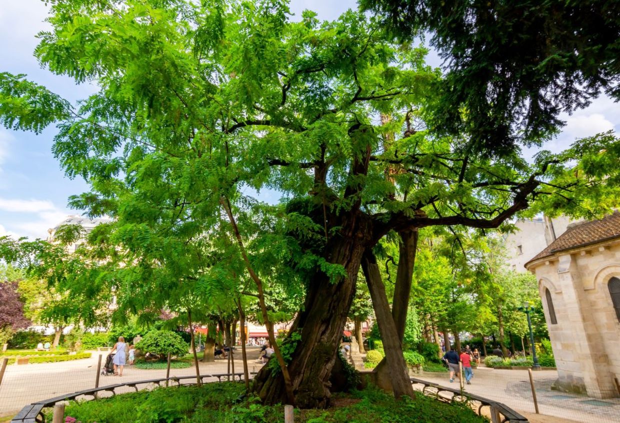 A tree in Paris. A tree in Paris.