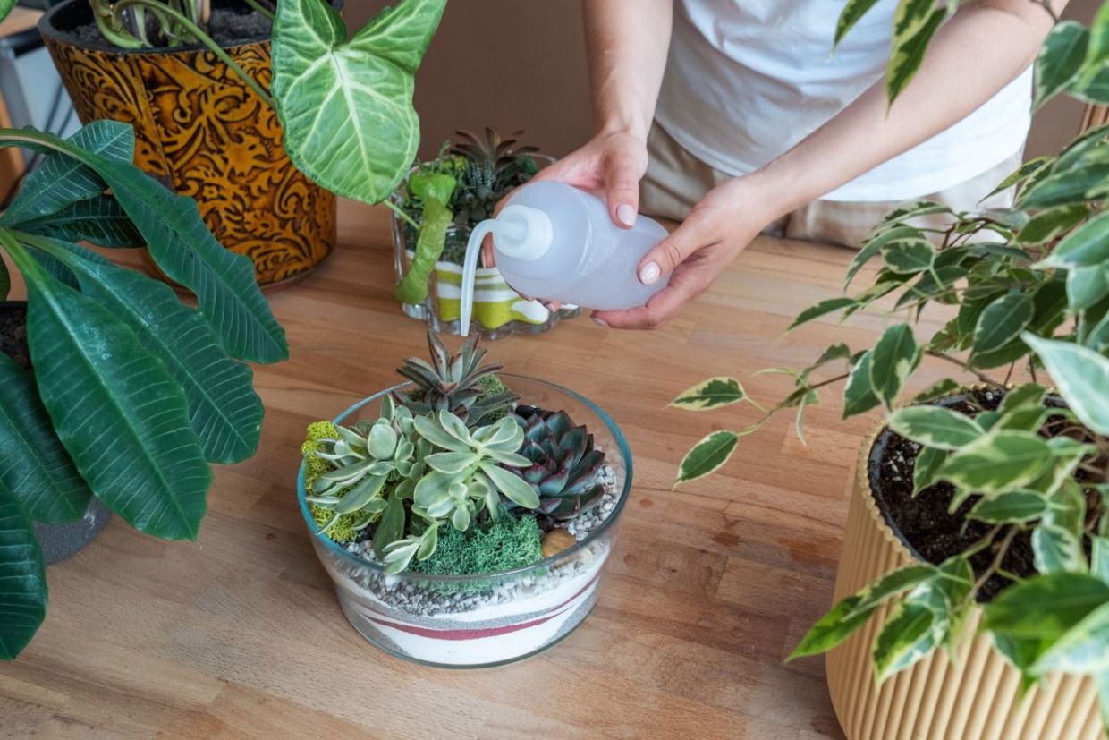 Watering your DIY terrarium. Watering your DIY terrarium.