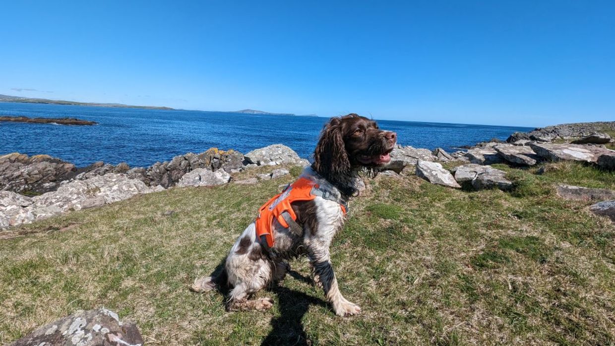 Reid helps to protect endangered seabirds. Reid helps to protect endangered seabirds.