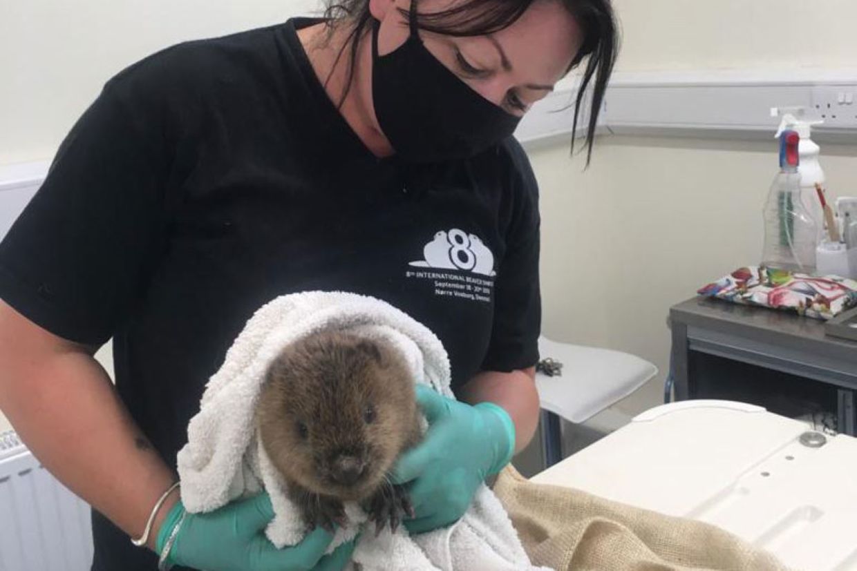 Dr. Roisin Campbell-Palmer is working to save beavers. Dr. Roisin Campbell-Palmer is working to save beavers.