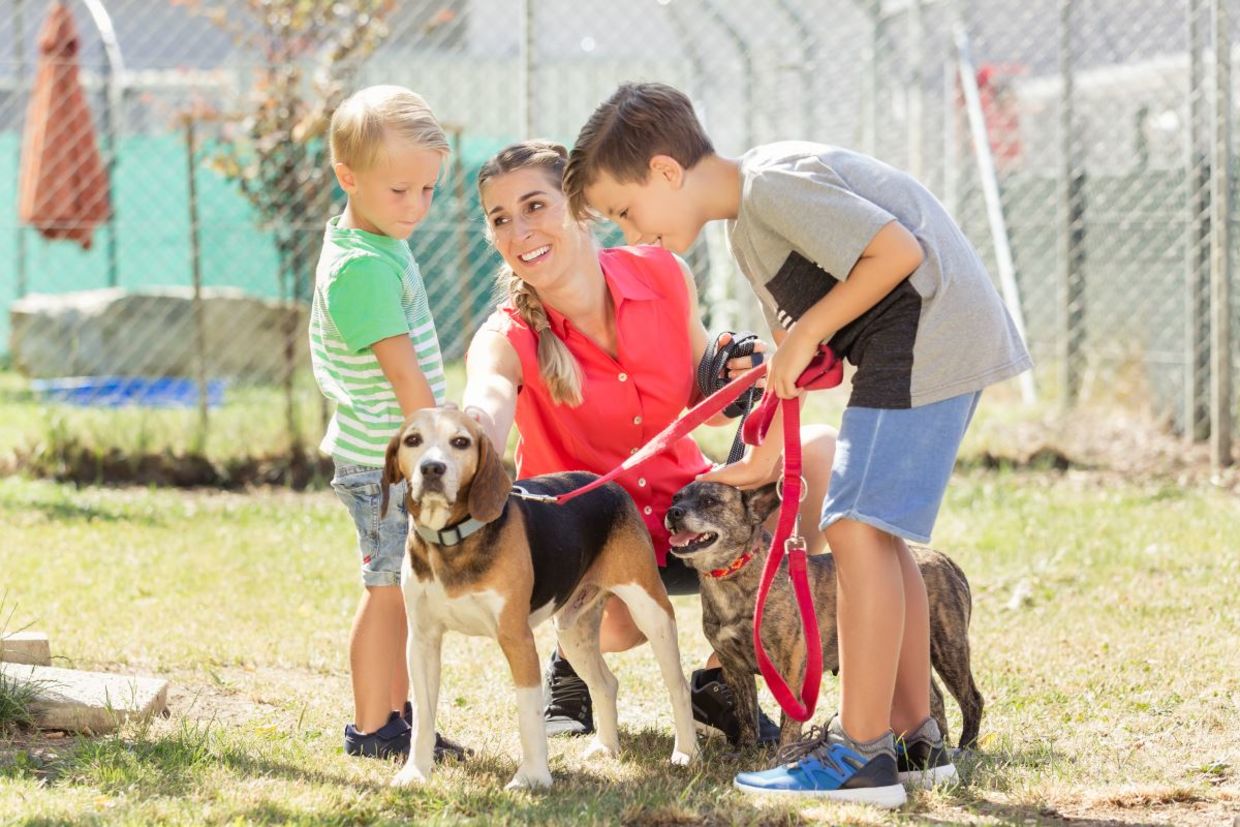 Family walking shelter dogs. Family walking shelter dogs.