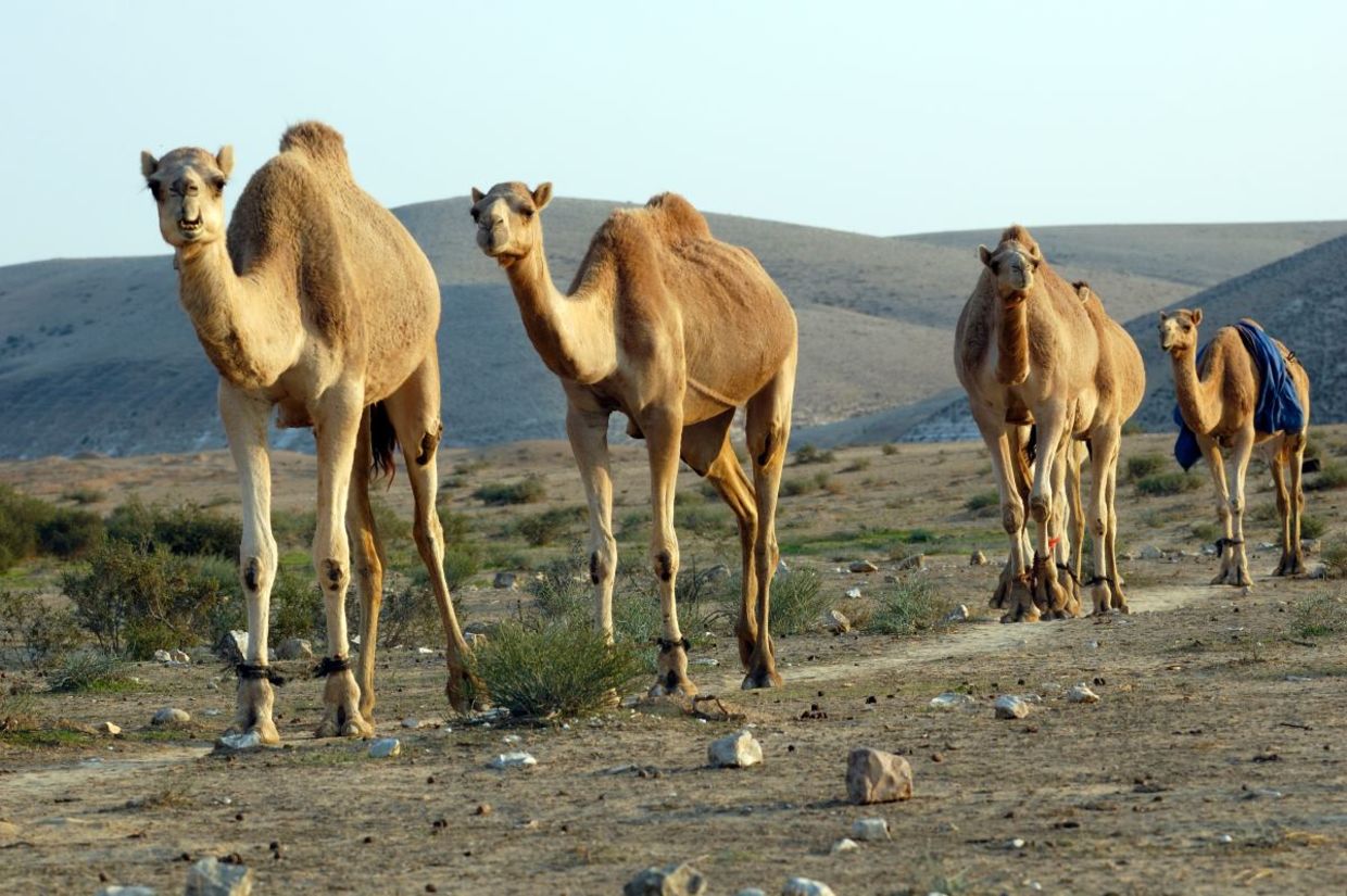 Camels in the Negev Desert. Camels in the Negev Desert.