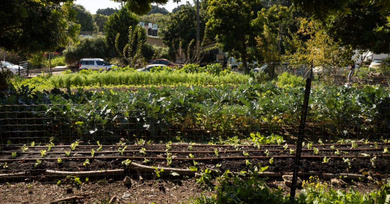Community garden in Israel. Community garden in Israel.