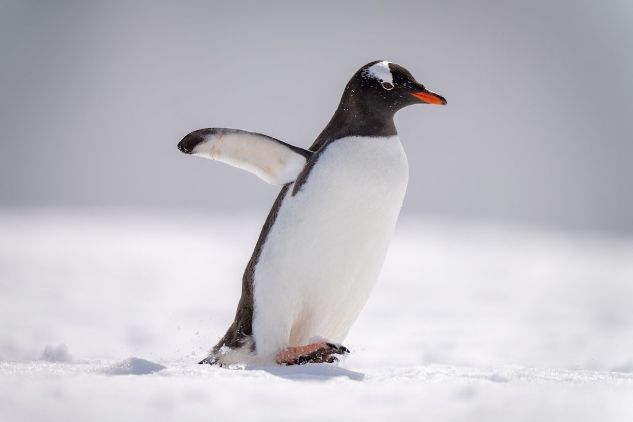 Gentoo penguins are social animals. Gentoo penguins are social animals.