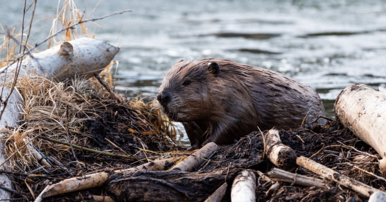 A beaver hard at work. A beaver hard at work.