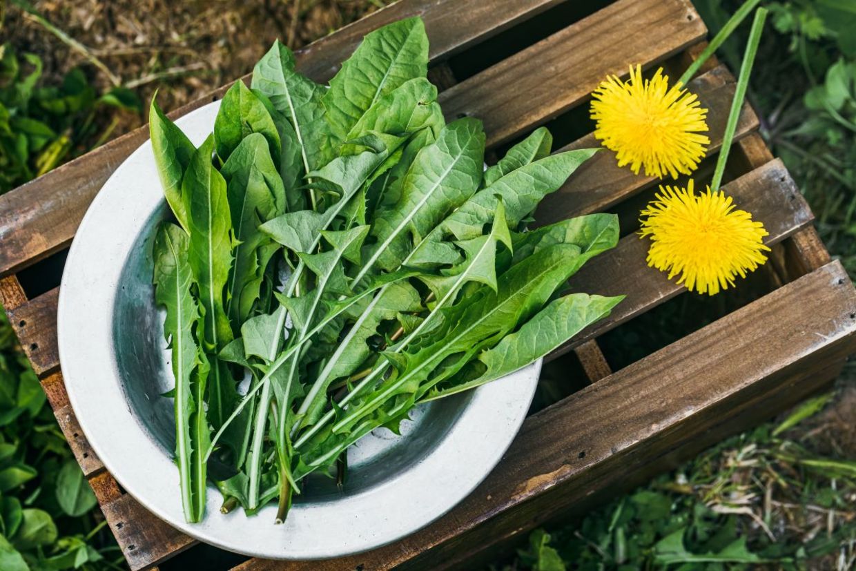 Dandelions are edible and good for your health. Dandelions are edible and good for your health.