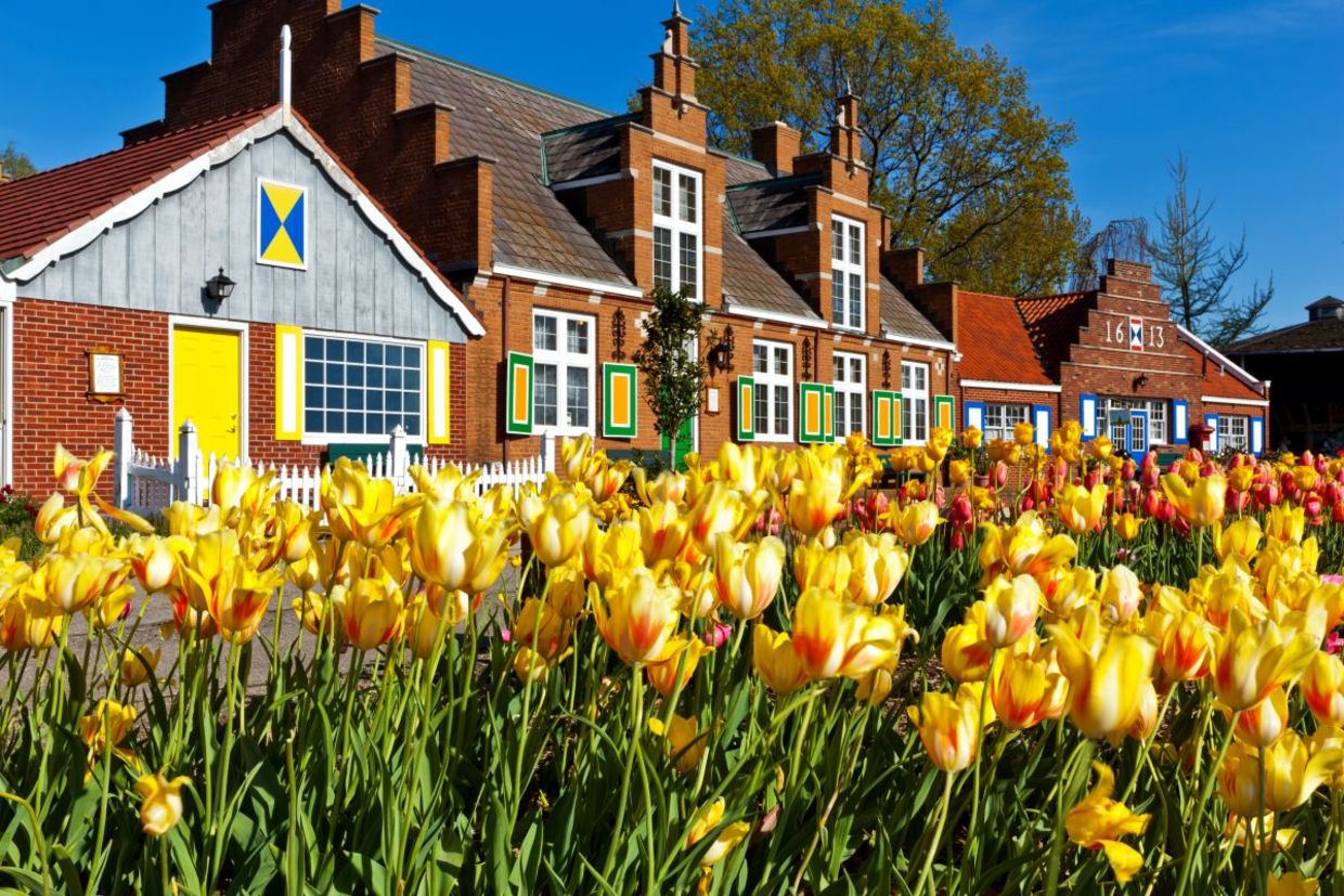 Tulips on Windmill Island. Tulips on Windmill Island.