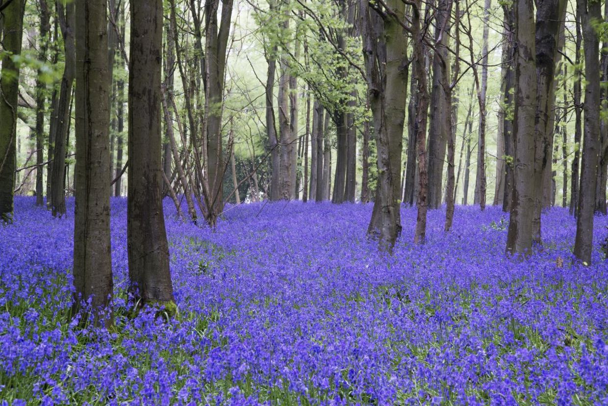 A carpet of bluebells in a forest. A carpet of bluebells in a forest.