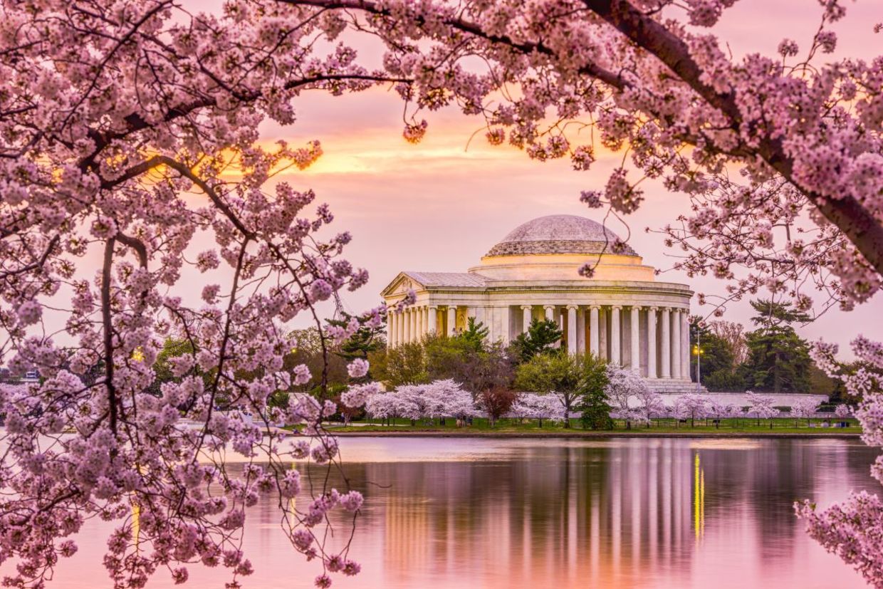 Cherry blossoms in Washington DC. Cherry blossoms in Washington DC.