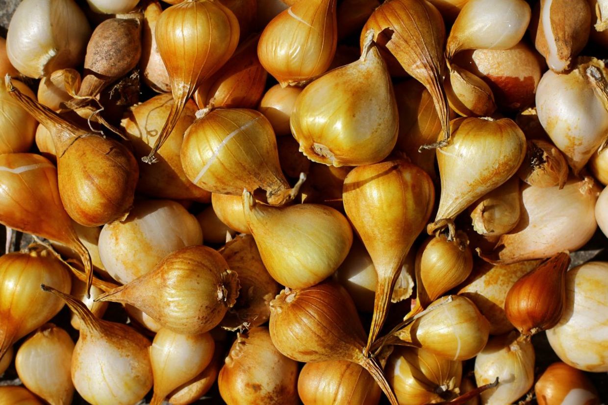 Tulip bulbs that are ready to be planted. Tulip bulbs that are ready to be planted.