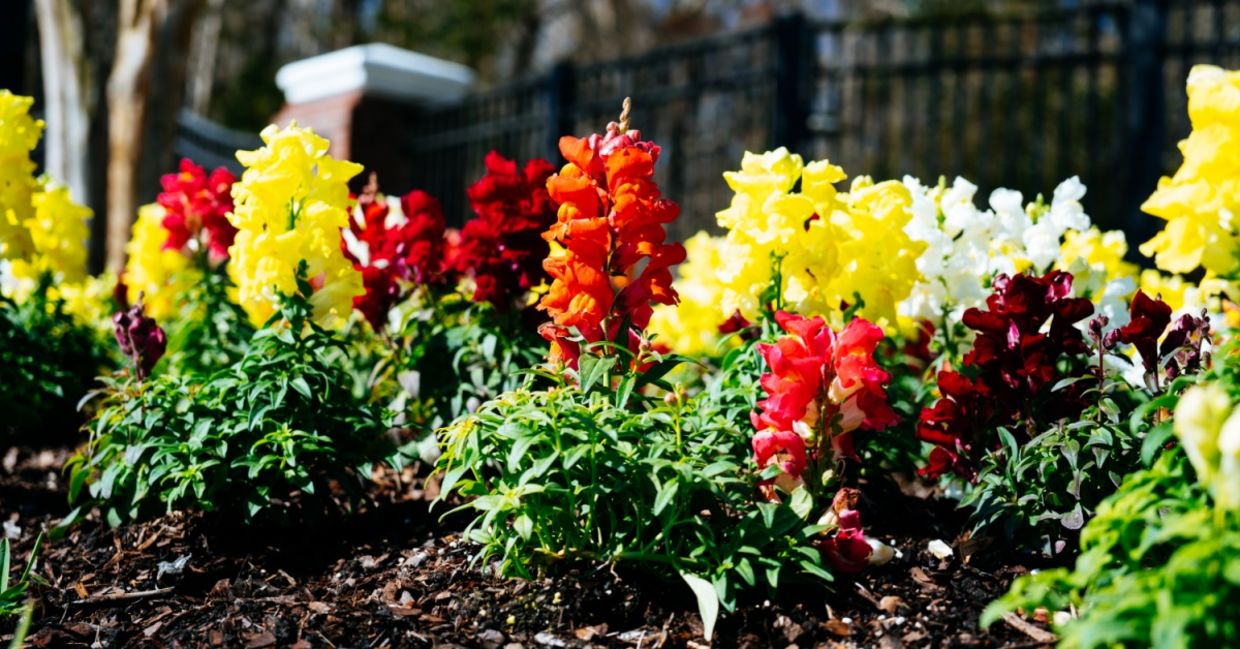 Snap dragons are safe for your fur babies.