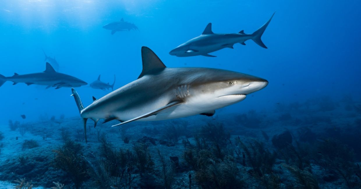 Caribbean reef sharks. Caribbean reef sharks.