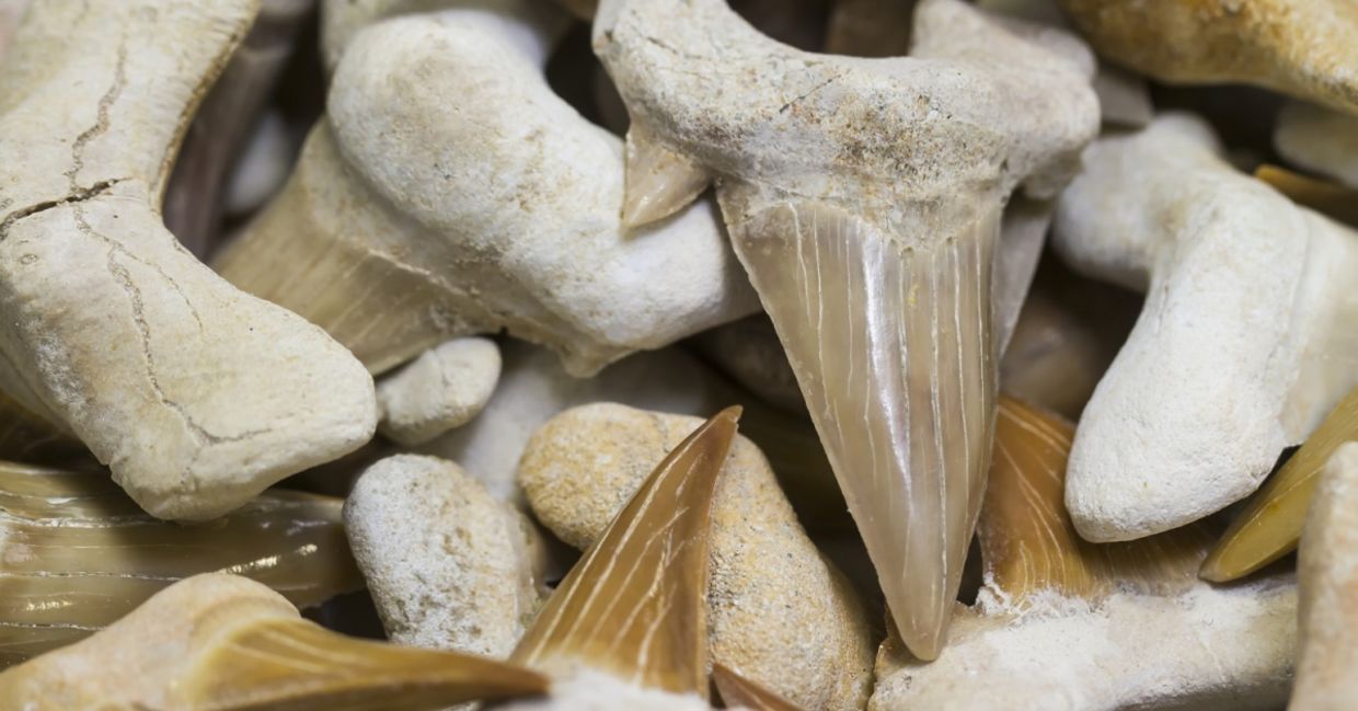 Fossilized shark teeth Fossilized shark teeth