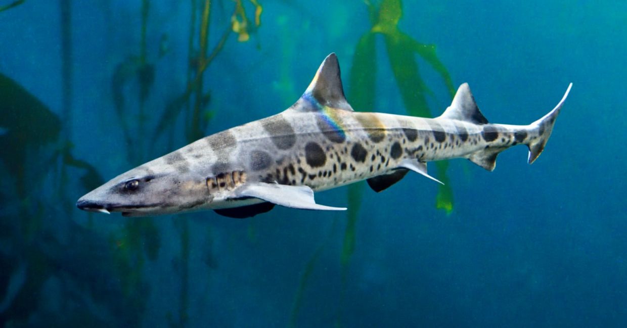 Leopard shark in a kelp forest. Leopard shark in a kelp forest.