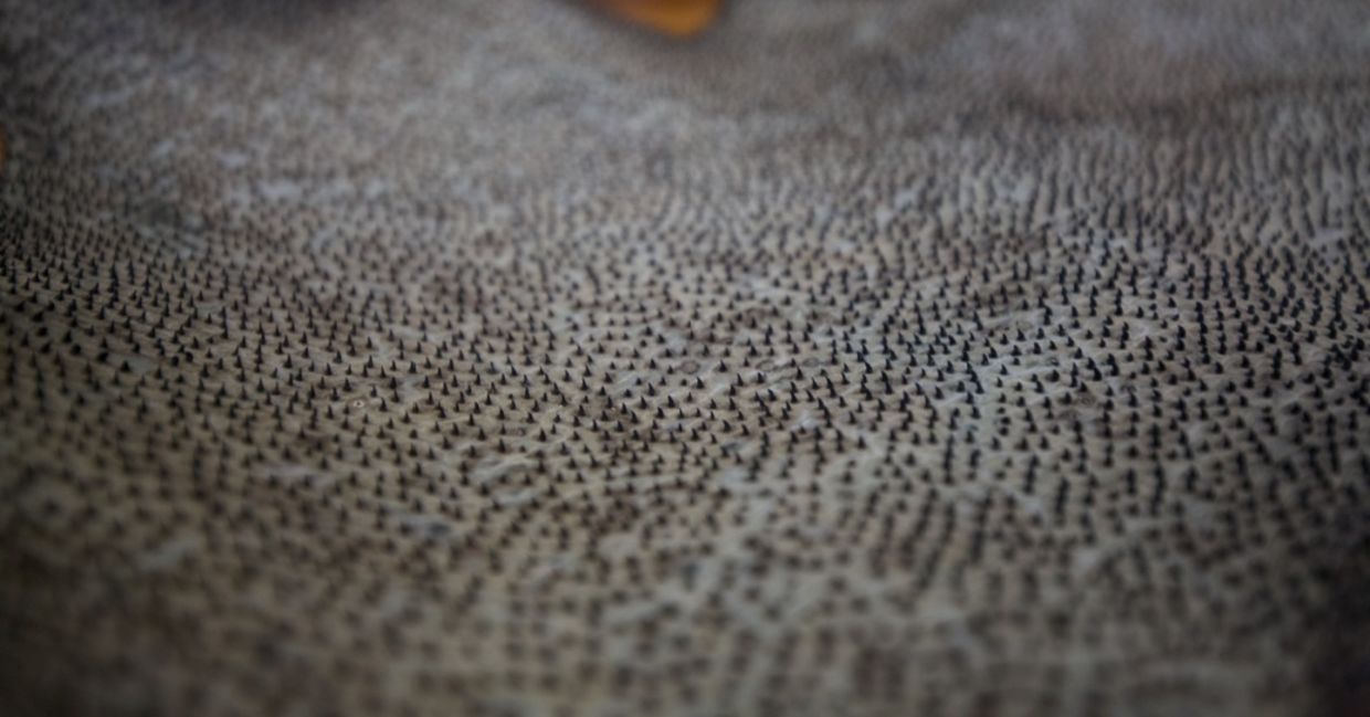 A close-up of shark skin. A close-up of shark skin.