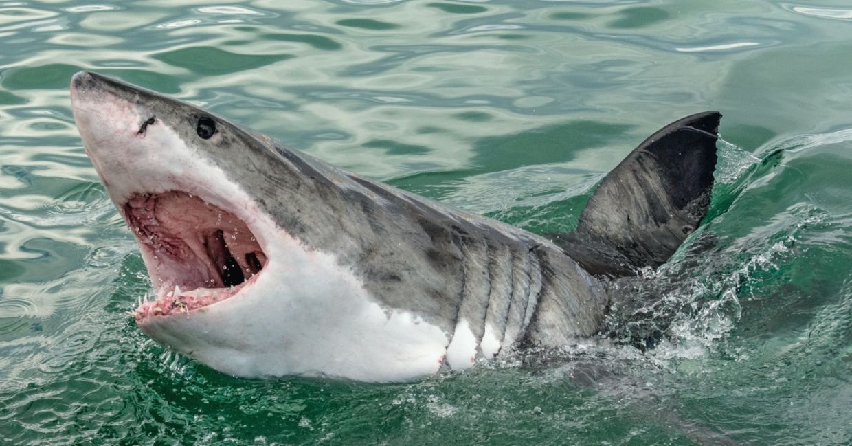 Great white shark with its mouth open. Great white shark with its mouth open.