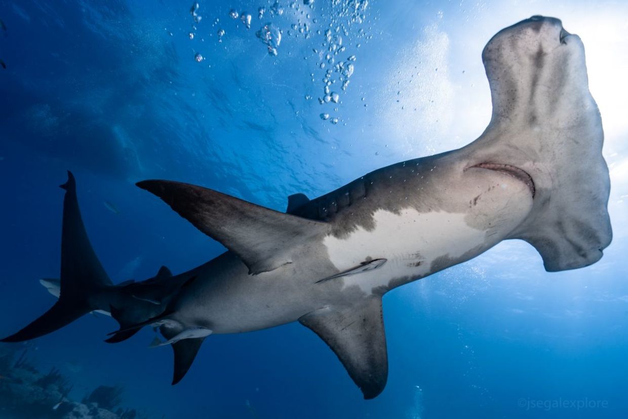 Hammer head shark. Hammer head shark.