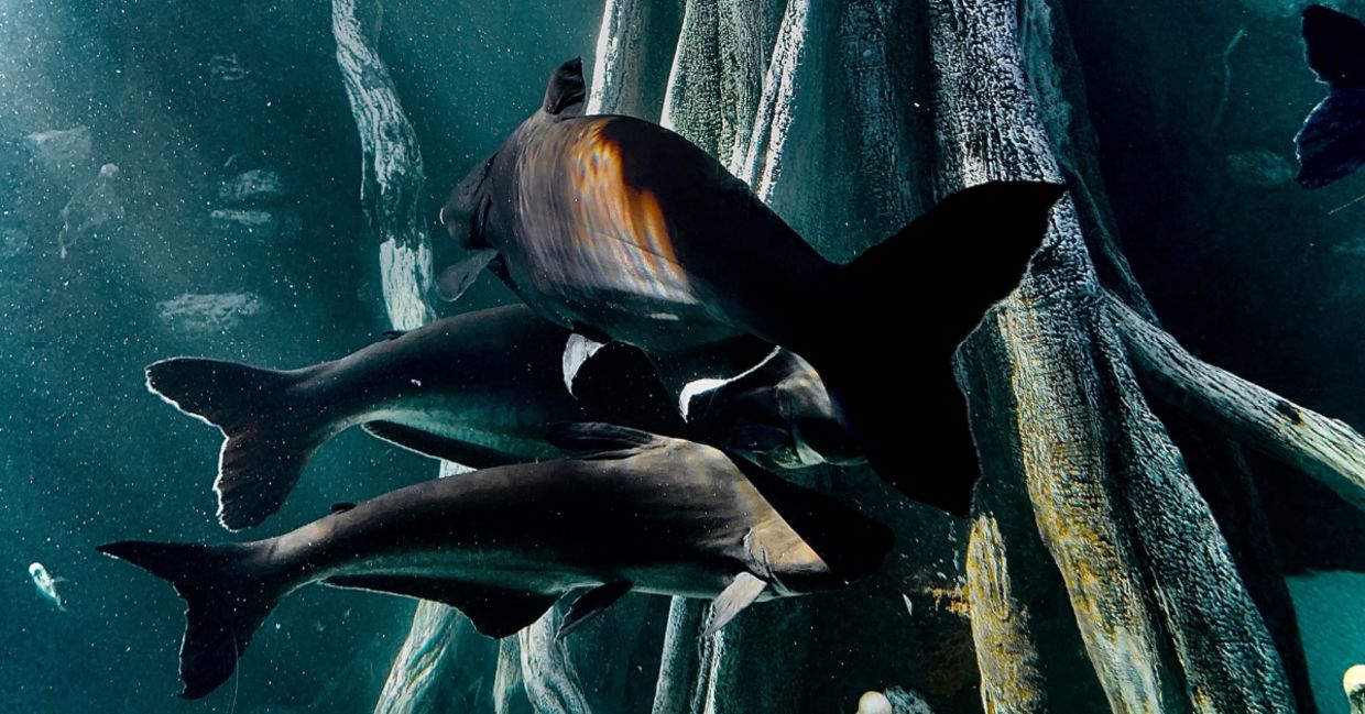 Baby mako sharks. Baby mako sharks.