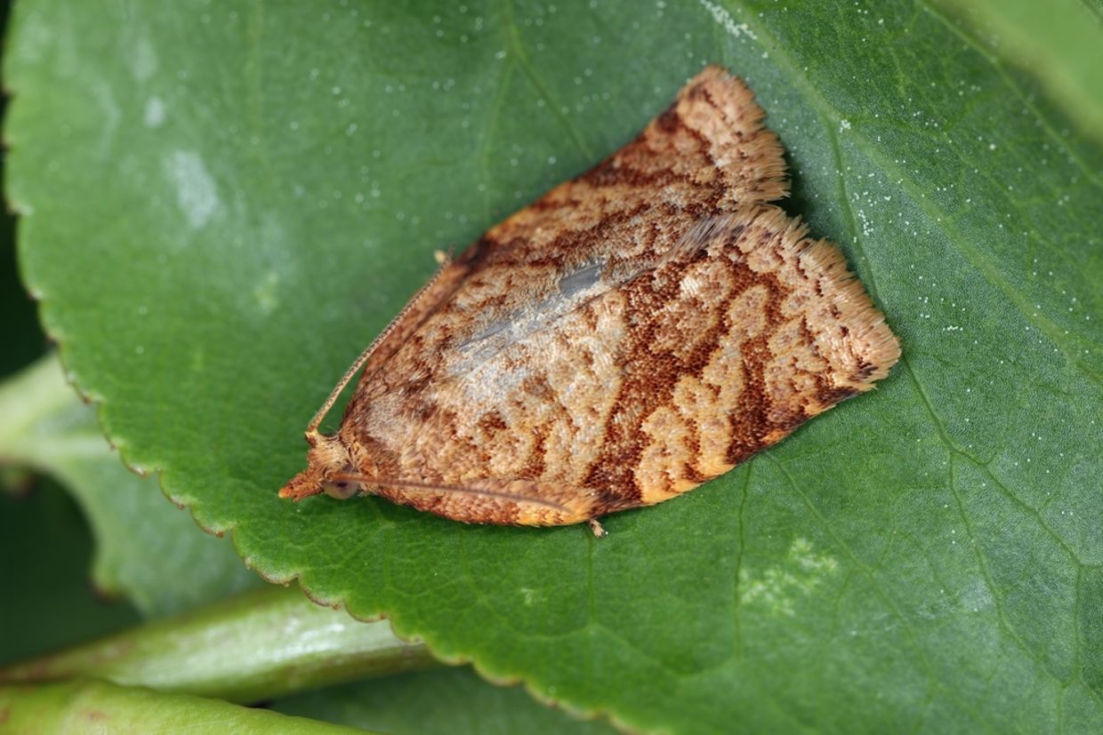 A moth lies on a leaf. A moth lies on a leaf.