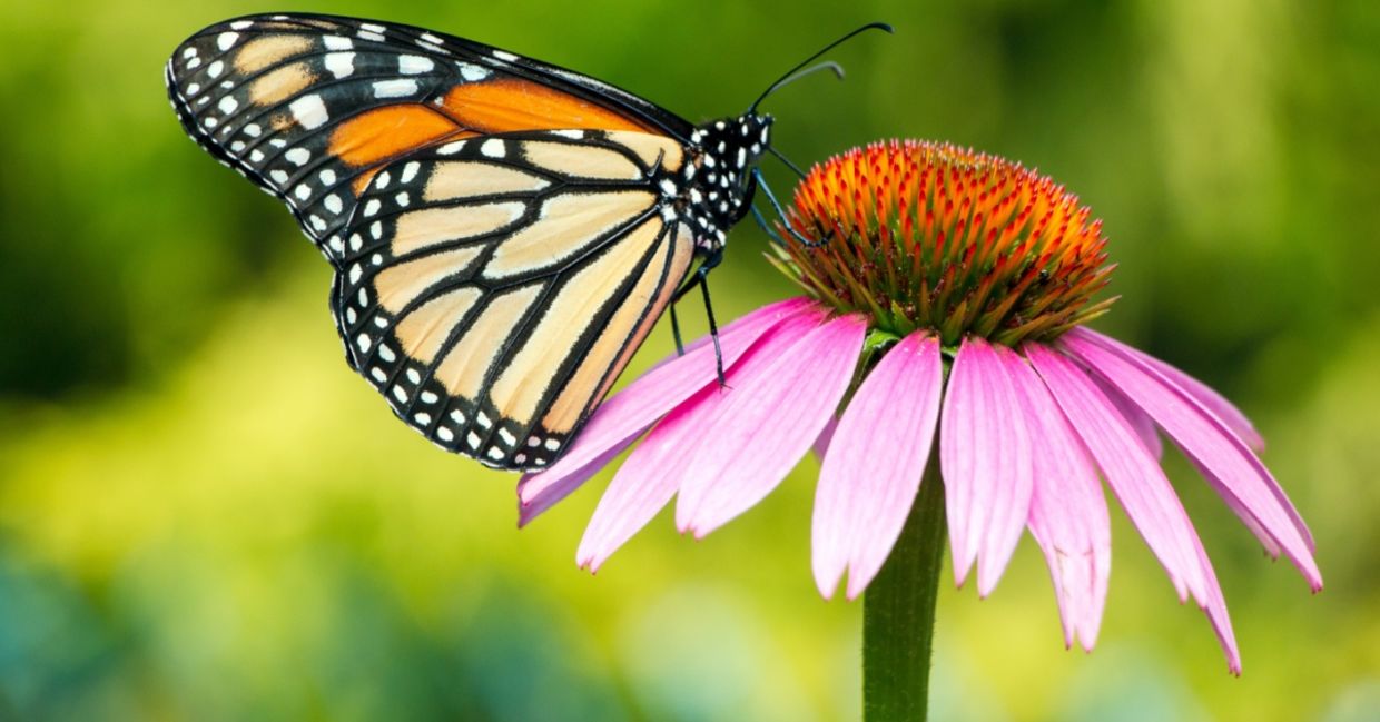 A monarch butterfly. A monarch butterfly.