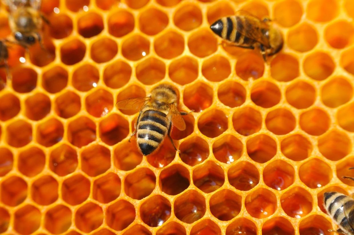 Honey bees in a beehive. Honey bees in a beehive.